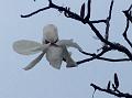 Pink Tulip Tree